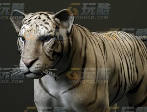 玩酷CG网—白虎C4D模型