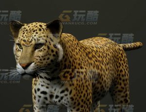 玩酷CG网—豹C4D模型