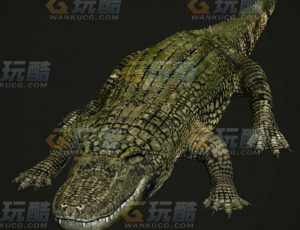 玩酷CG网—鳄鱼C4D模型
