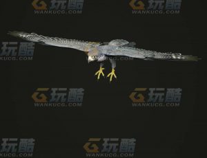 玩酷CG网—海鸟C4D模型