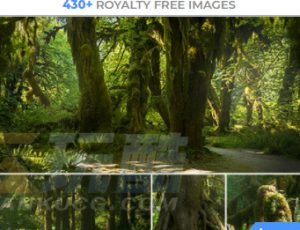 玩酷CG网—430组古老茂密植被森林雨林高清参考图片合集