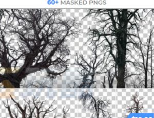 玩酷CG网—62组枯萎树木树枝树梢高清参考图片合集
