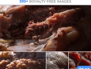 玩酷CG网—520组肉皮肤鱼鳞骨头等高清参考图片合集