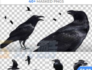 玩酷CG网—48组乌鸦飞鸟各种姿势高清参考图片合集