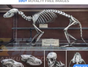 玩酷CG网—631组动物骨骼解剖结构高清参考图片合集