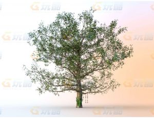 玩酷CG网—树秋千Blender模型