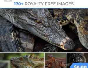 玩酷CG网—170张爬行动物皮肤高清参考图片合集