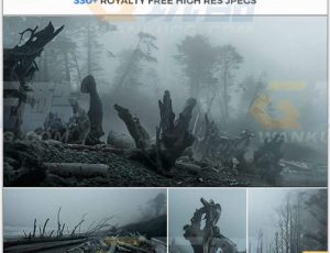 玩酷CG网—339张死亡枯树海岸高清参考图片合集