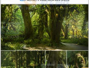 玩酷CG网—439张古老的森林高清参考图片合集