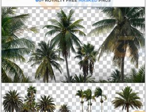 玩酷CG网—63张棕榈树高清参考图片合集