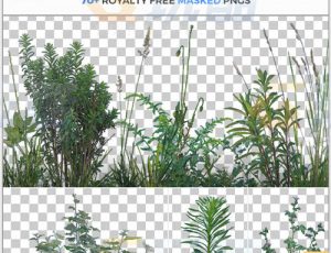 玩酷CG网—77张植物和杂草高清参考图片合集