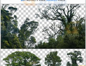 玩酷CG网—81张落叶树木高清参考图片合集