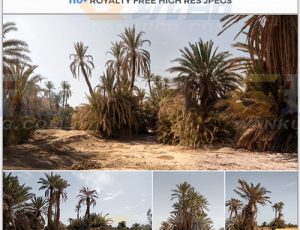 玩酷CG网—110张沙漠棕榈树林高清参考图片合集