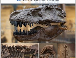 玩酷CG网—238张化石和骨头高清参考图片合集