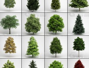 玩酷CG网—树木植被v2C4D模型