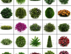 玩酷CG网—园林植物C4D模型
