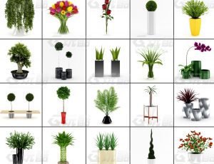 玩酷CG网—花朵盆栽v2C4D模型