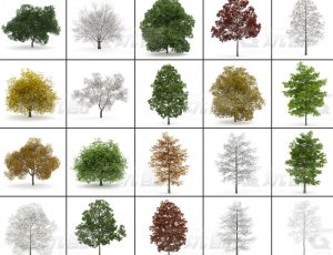 玩酷CG网—树木植被v3C4D模型