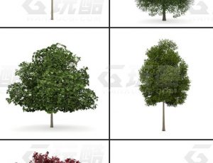 玩酷CG网—树木植被v4C4D模型