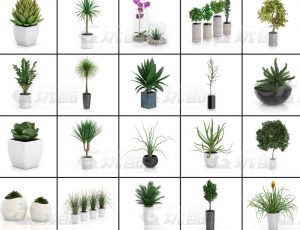 玩酷CG网—花朵盆栽v3C4D模型