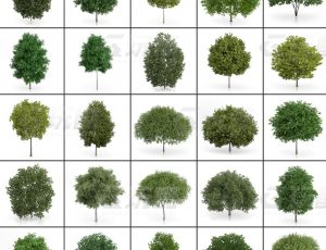 玩酷CG网—树木植被v5C4D模型