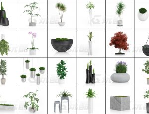 玩酷CG网—花朵盆栽v4C4D模型