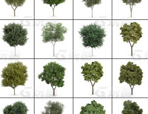 玩酷CG网—树木植被v6C4D模型