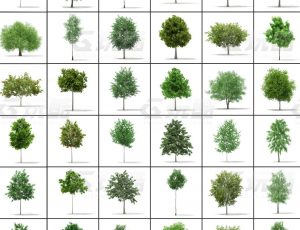 玩酷CG网—树木植被v7C4D模型