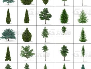 玩酷CG网—树木植被v8C4D模型