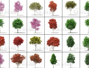 玩酷CG网—树木植被v10C4D模型