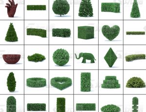 玩酷CG网—园林植物v2C4D模型