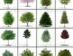 玩酷CG网—树木植被C4D模型