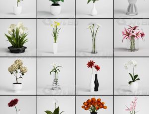 玩酷CG网—花朵盆栽C4D模型
