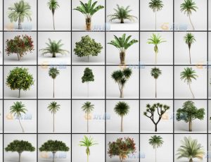 玩酷CG网—树木植被v12C4D模型
