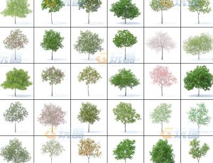 玩酷CG网—树木植被v16C4D模型