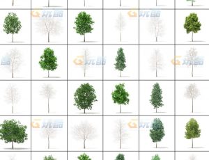 玩酷CG网—树木植被v14C4D模型