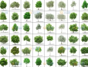 玩酷CG网—树木植被v13C4D模型
