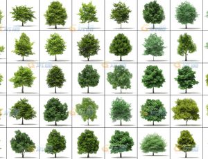 玩酷CG网—树木植被v15C4D模型