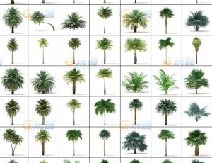 玩酷CG网—树木植被v17C4D模型