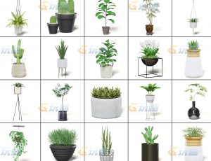 玩酷CG网—花朵盆栽v6C4D模型