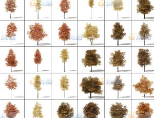 玩酷CG网—秋季树木C4D模型