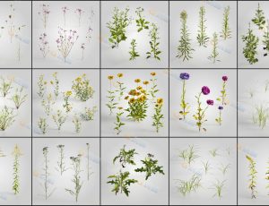花朵植物Blender模型