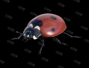 七星瓢虫Blender模型