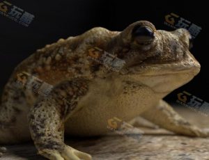 超精细蟾蜍Blender工程源文件