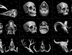人物与动物头骨3D模型套装