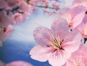 樱花Blender工程源文件