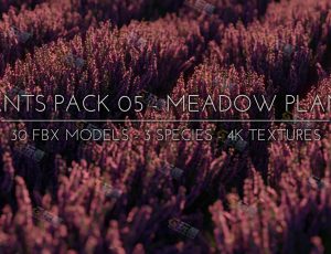 草甸植物模型包