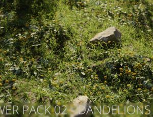 蒲公英植物模型包