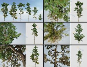 SpeedTree智能程序化苏格兰松树
