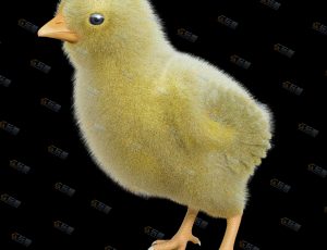 小雏鸡模型